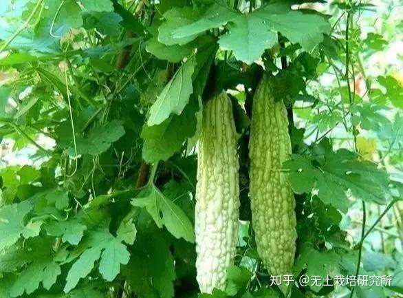 蔬菜种植新模式 一个大棚年纯收入就达六七万