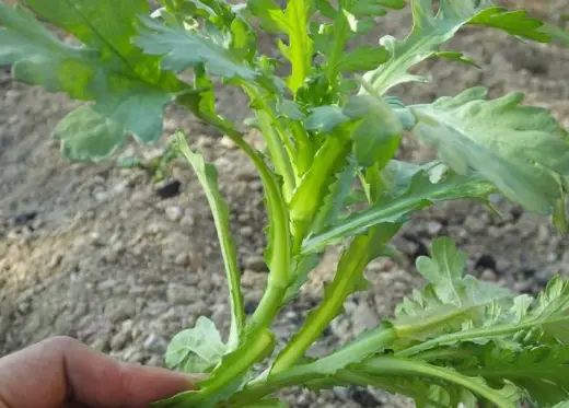 茼蒿种植技术及管理方法_茼蒿的种植管理_种植茼蒿的栽培管理技术有哪些