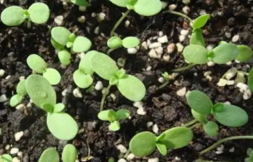 茼蒿种植技术及管理方法_种植茼蒿的栽培管理技术有哪些_茼蒿的种植管理