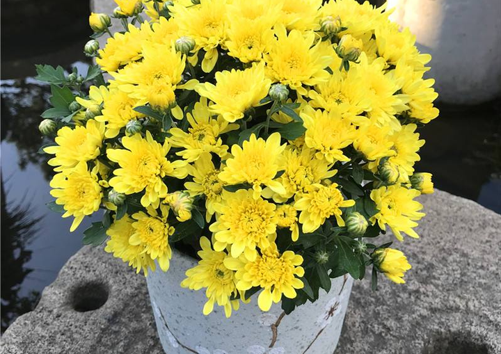 致富经菊花种植视频_致富经菊花种植技术_致富菊花种植技术视频教程