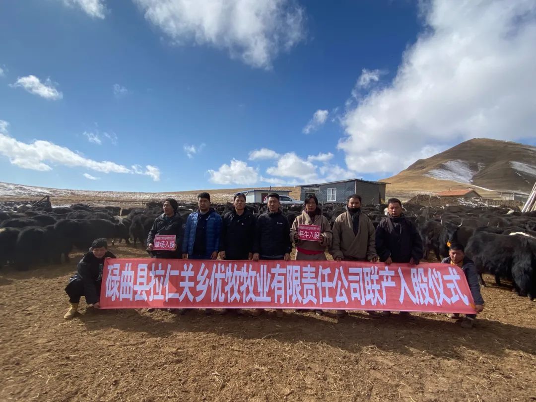 养殖致富项目牛_养牛致富经_犏牛养殖致富