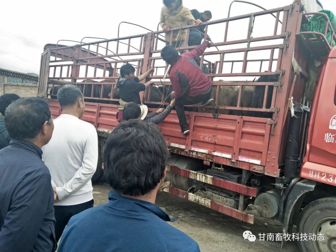 养殖致富项目牛_犏牛养殖致富_致富养牛牛人