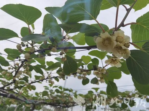桃李种植技术_桃李栽培技术_桃李种植致富视频