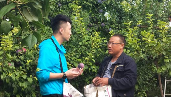 桃李种植致富视频_桃李种植技术_桃李栽培技术要点
