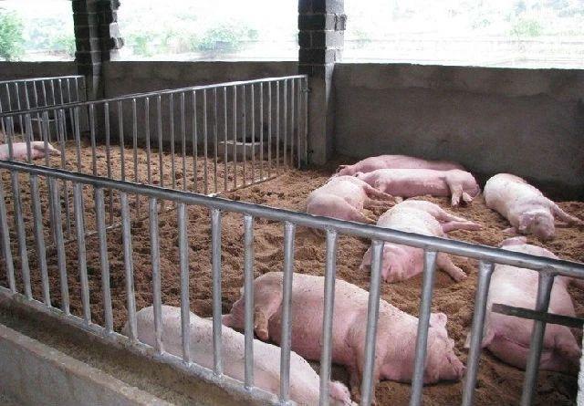 松鼠养殖肉技术要求_松鼠养殖肉技术与管理_肉松鼠的养殖技术