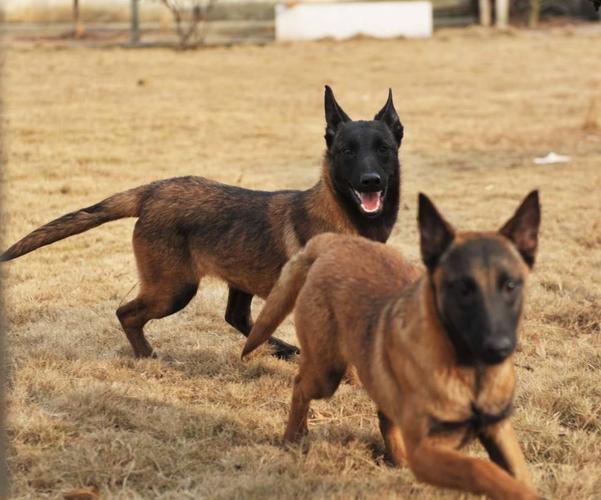 致富经马犬_专业马犬养殖_养殖马犬赚钱吗