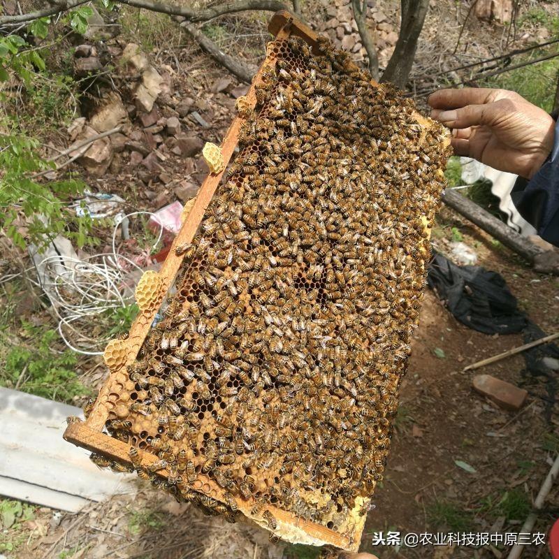 鲁山养殖业_山东鲁山养殖致富_鲁山畜牧业生产养殖基地