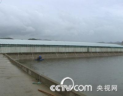 养殖对虾的前景_致富养殖对虾的要求_致富经养殖对虾