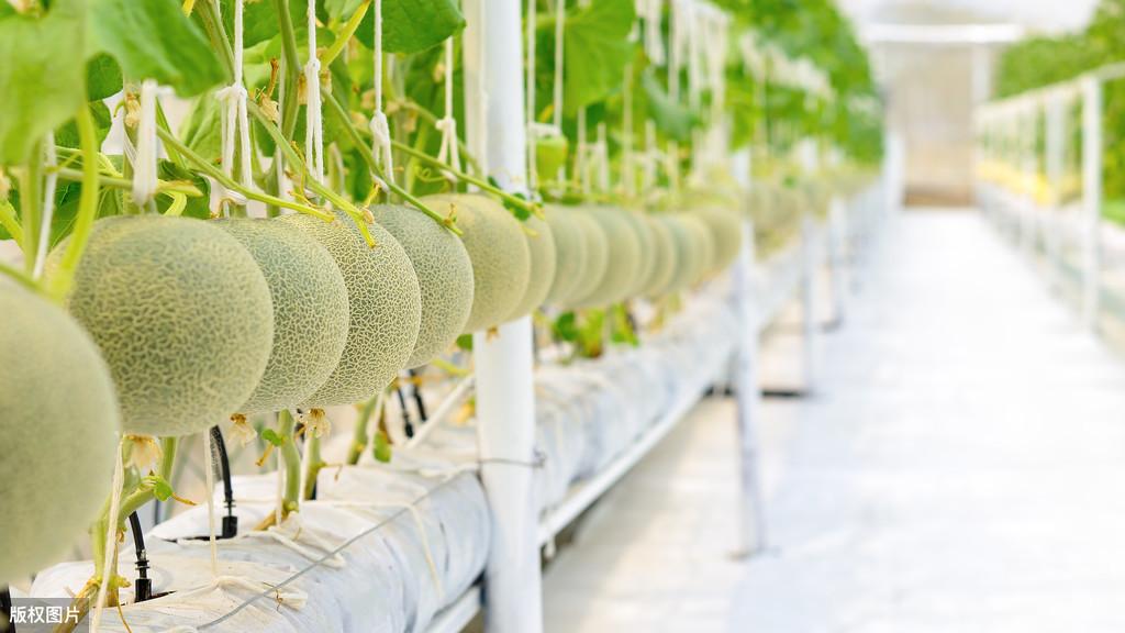 甜瓜种植技术与管理视频_种植甜瓜技术视频_甜瓜种植技术整技