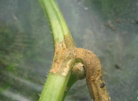 种植甜瓜技术视频_甜瓜种植技术与管理视频_甜瓜种植技术整技