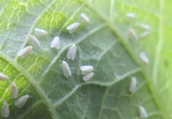 种植甜瓜技术视频_甜瓜种植技术整技_甜瓜种植技术与管理视频