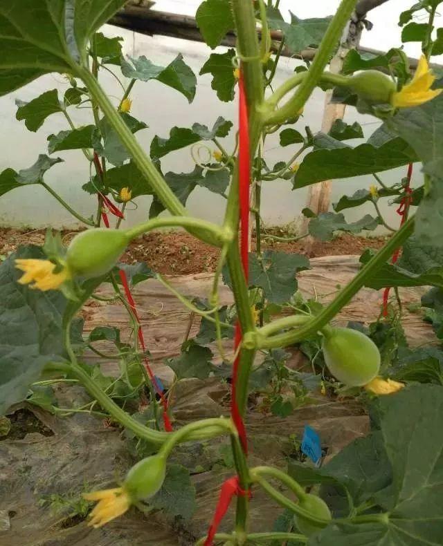种植甜瓜技术视频_甜瓜种植技术与管理视频_甜瓜种植技术整技