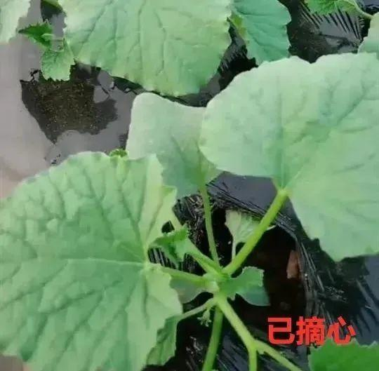 种植甜瓜技术视频_甜瓜种植技术与管理视频_甜瓜种植技术整技
