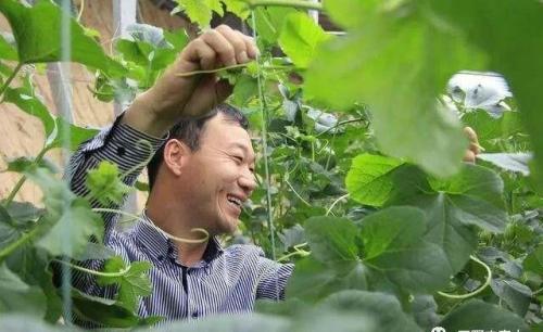甜瓜种植技术整技_甜瓜种植技术与管理视频_种植甜瓜技术视频