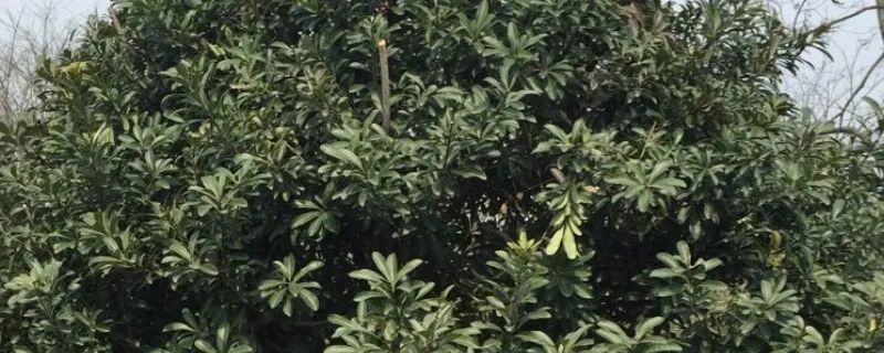 苗种植嫁接枇杷技术视频_苗种植嫁接枇杷技术要求_枇杷苗种植与嫁接技术