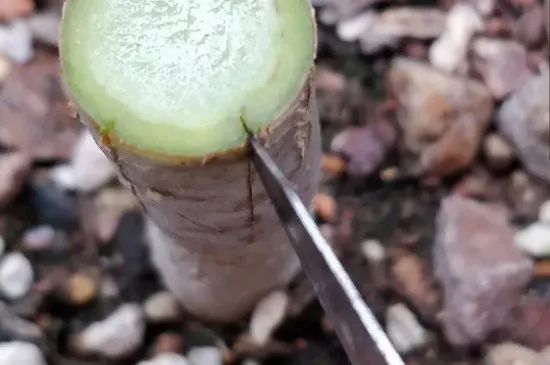 枇杷苗种植与嫁接技术_苗种植嫁接枇杷技术要求_苗种植嫁接枇杷技术视频