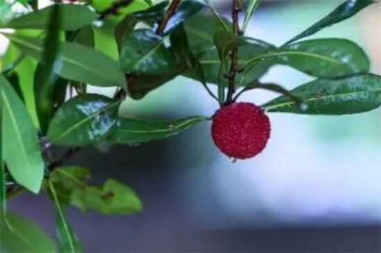 苗种植嫁接枇杷技术要求_苗种植嫁接枇杷技术视频_枇杷苗种植与嫁接技术