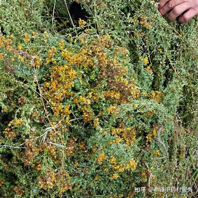 药材种植引领农民致富_药材种植业致富项目_药材种植致富项目