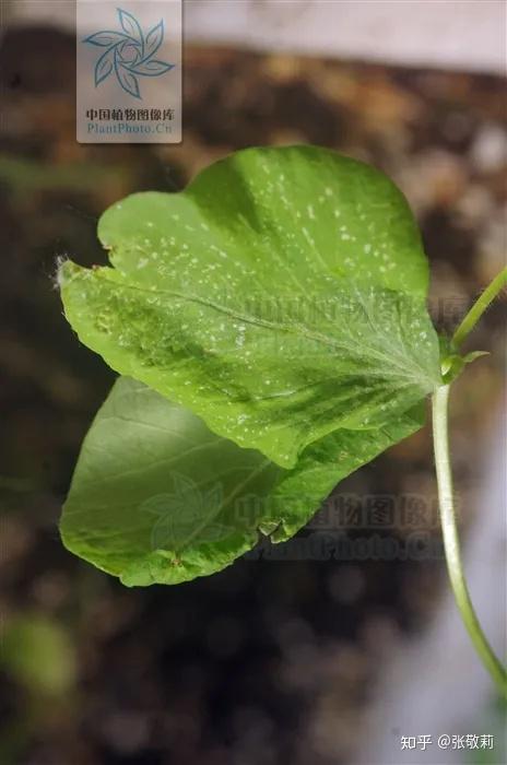 【节气物种日历】芒种 · 大豆