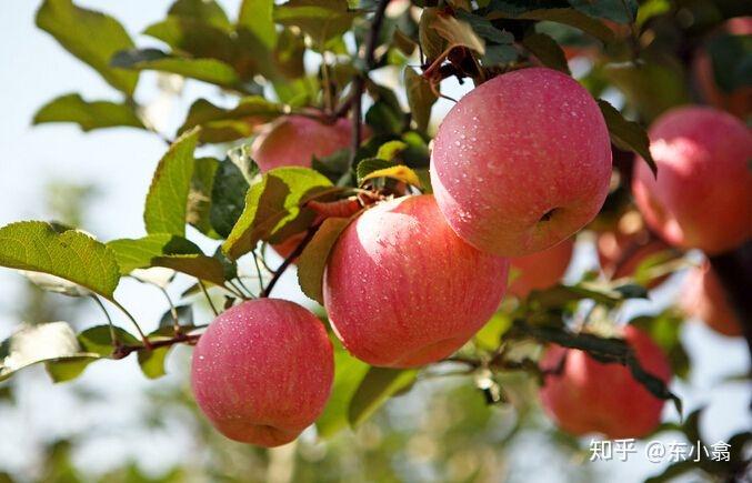 入冬之后的苹果树该如何种植和养护？今天一次性全告诉你