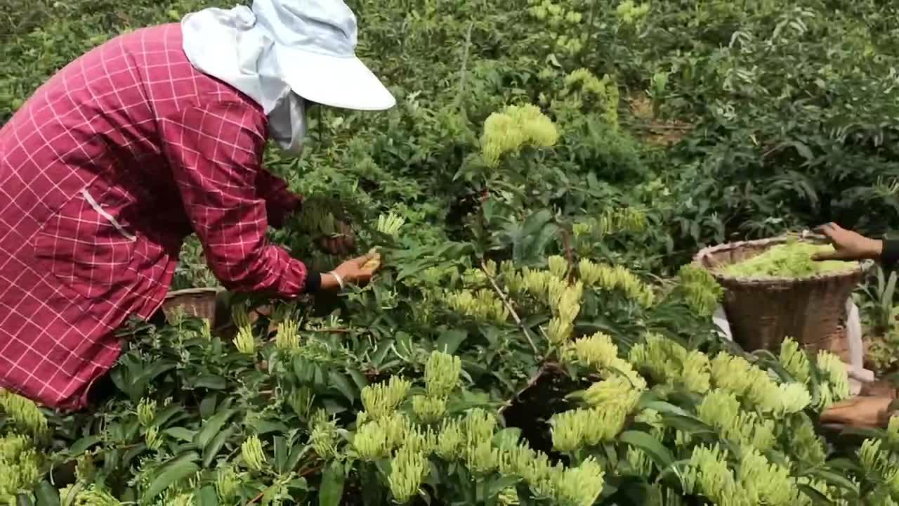 科技种植白芨致富_种植白芨前景_种植白芨致富项目