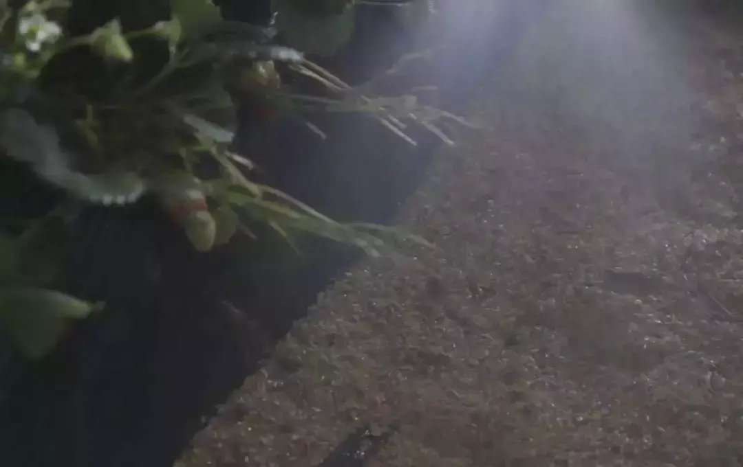 致富神器豆子种植在哪里_豆子种植致富神器_豆子高产种植新技术