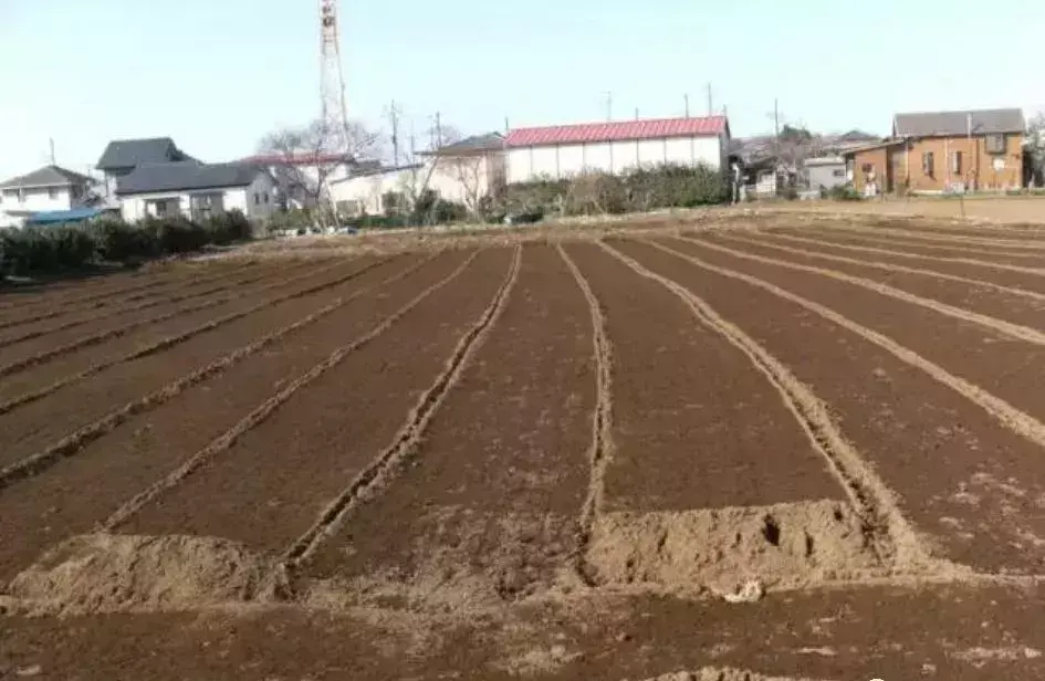 豆子高产种植新技术_豆子种植致富神器_致富神器豆子种植在哪里