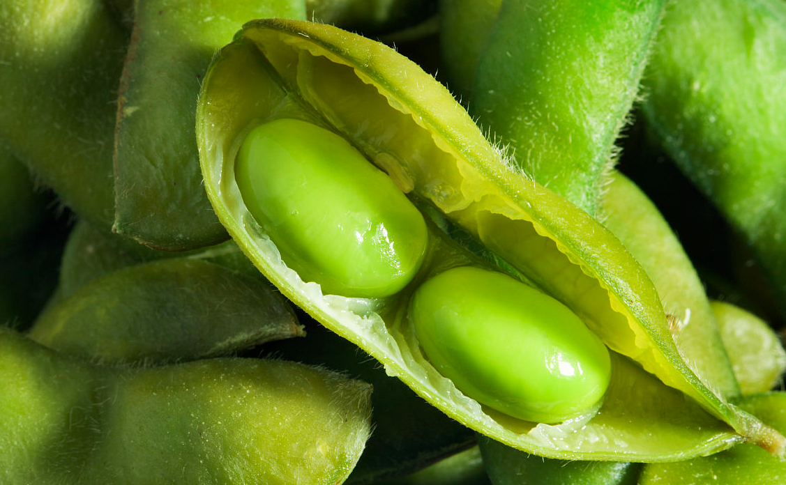 豆子种植技术_种豆子赚钱吗_豆子种植致富神器