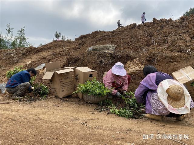 种植茶叶视频_茶农种植致富视频_农村种植致富好项目视频