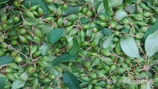 致富种植方法草药有哪些_致富种植方法草药图片_草药种植致富方法