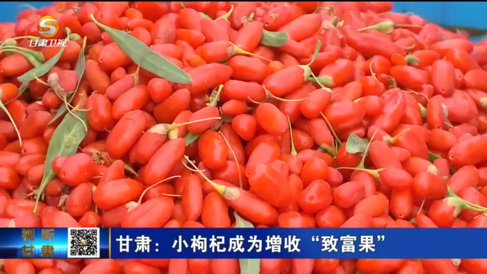 甘肃：小枸杞成为增收“致富果”