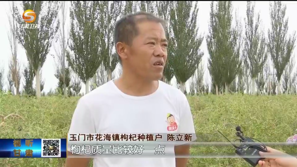 枸杞种植效益_种植枸杞增收致富_枸杞种植经济效益