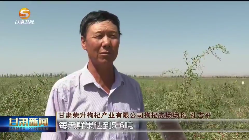 种植枸杞增收致富_枸杞种植经济效益_枸杞种植效益