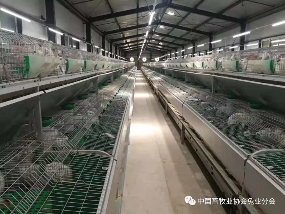 公鸡养殖市场前景如何_养肉公鸡的利润多高_肉公鸡养殖致富