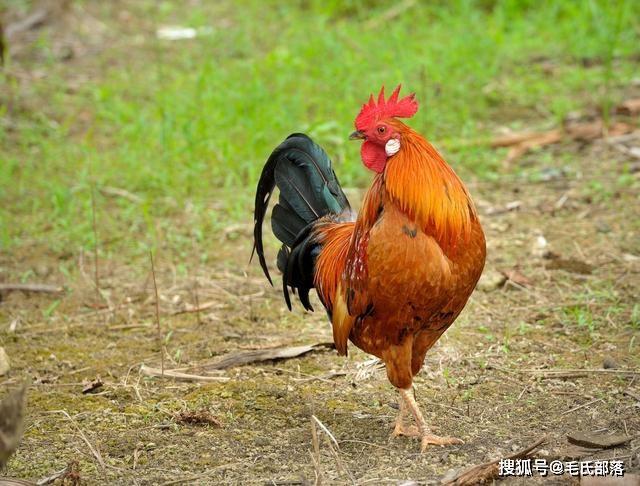 养鸡技术｜种公鸡的饲养管理