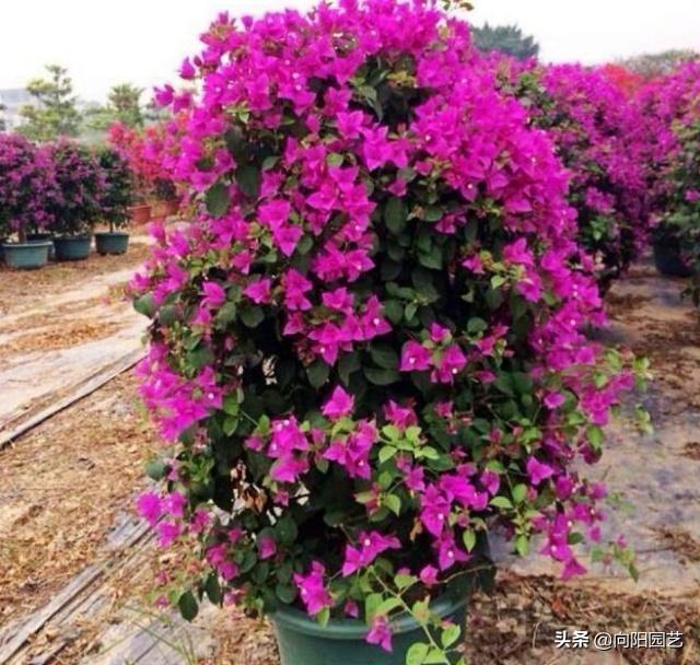 种豆子赚钱吗_致富神器豆子种植在哪里_豆子种植致富神器