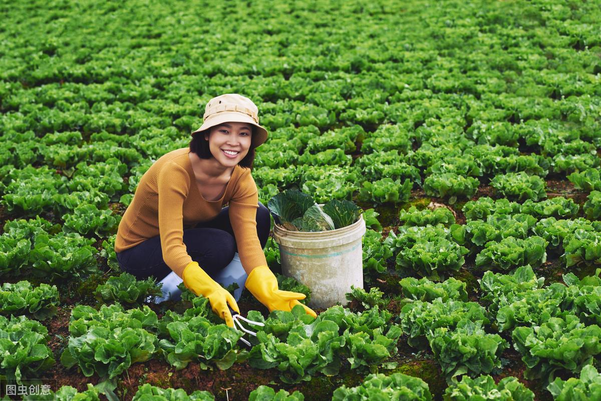 秋白菜种植技术_种秋白菜几天出苗_种秋白菜几天能出