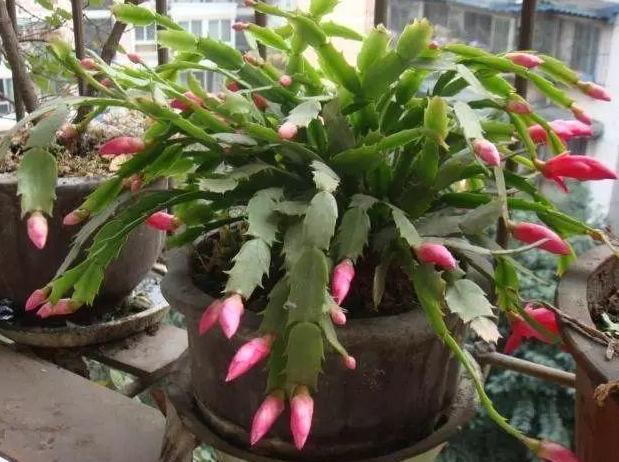 豆子种植技术_豆子种植致富神器_豆子种植方法和视频