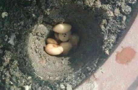 豆子种植致富神器_豆子种植方法和视频_豆子种植技术