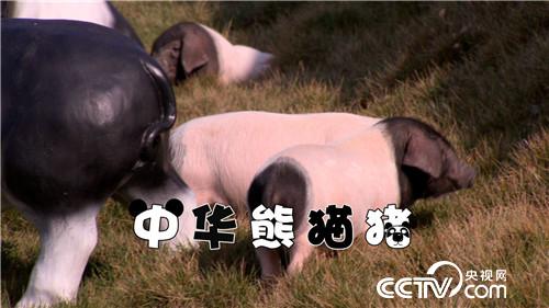 [致富经]金华徐斌养两头乌熊猫猪赚特别的钱 飞行员恋上熊猫猪