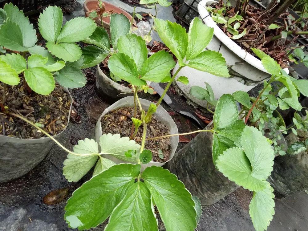 豆子种植致富神器_豆子种植技术_种豆子赚钱吗