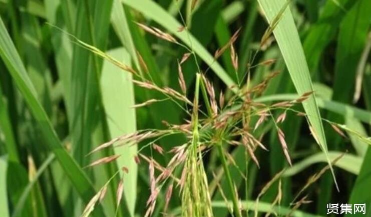 种植菌草作为绿肥的5种好处，及绿肥生产发展的重要性和必要性