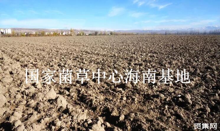 种植菌草作为绿肥的5种好处，及绿肥生产发展的重要性和必要性