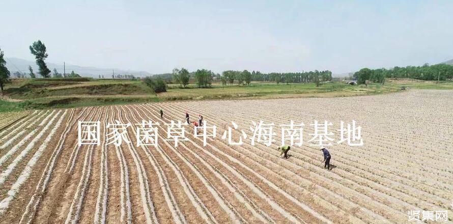 种植菌草作为绿肥的5种好处，及绿肥生产发展的重要性和必要性
