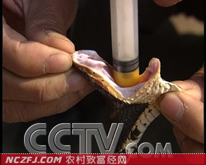 [百科探秘]重庆彭水陈洪儒养蛇：与五步蛇共舞的人