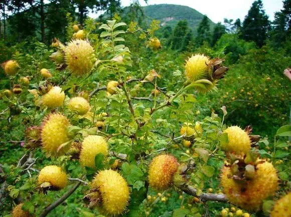 贵州生姜种植基地简介_贵州山区种生姜实用技术_贵州种植生姜致富