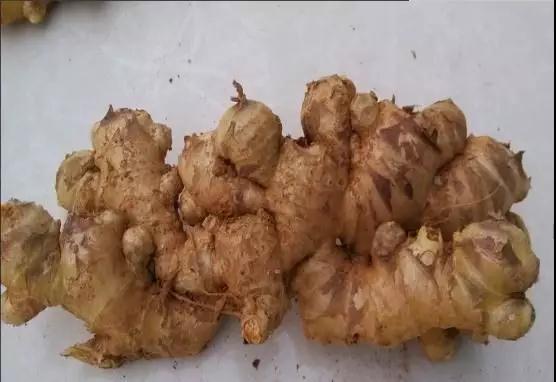 贵州种植生姜致富_贵州山区种生姜实用技术_贵州生姜种植基地简介