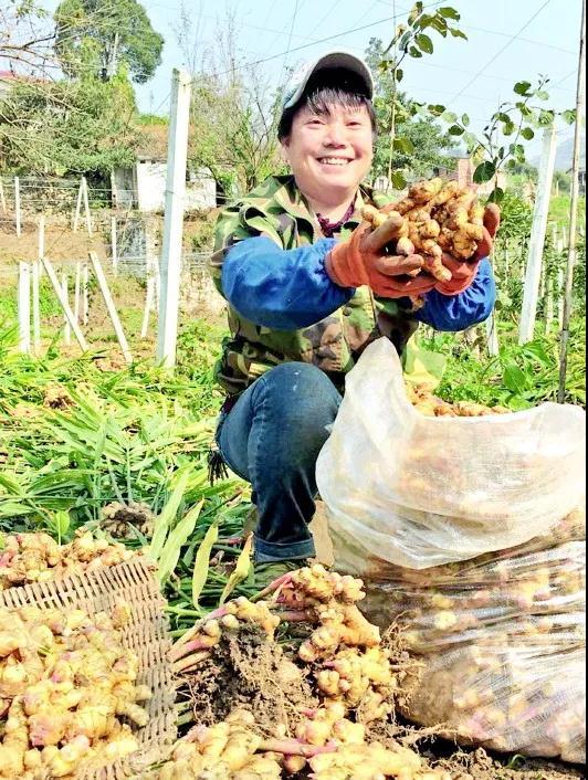 贵州种植生姜致富_贵州山区种生姜实用技术_贵州生姜种植基地简介