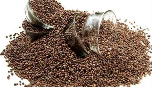 贵州山区种生姜实用技术_贵州种植生姜致富_贵州生姜种植基地简介