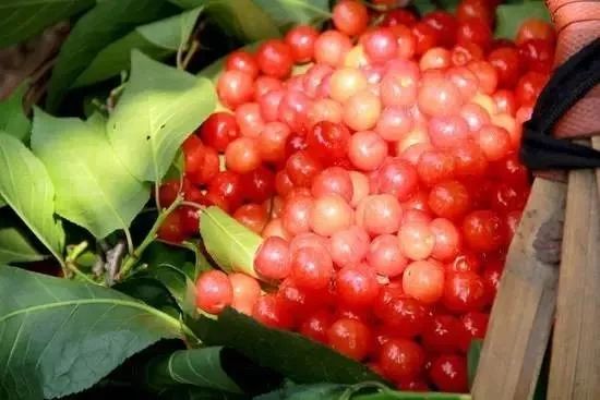 贵州生姜种植基地简介_贵州种植生姜致富_贵州山区种生姜实用技术